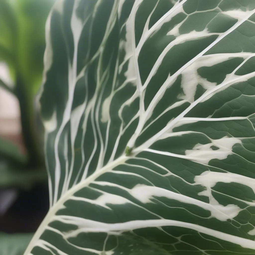 Alocasia Ivory Coast Leaf