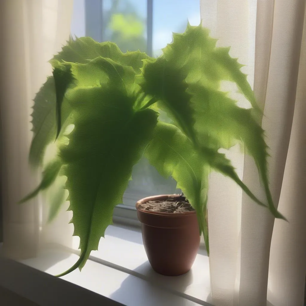 Dragon tail plant receiving bright, indirect light