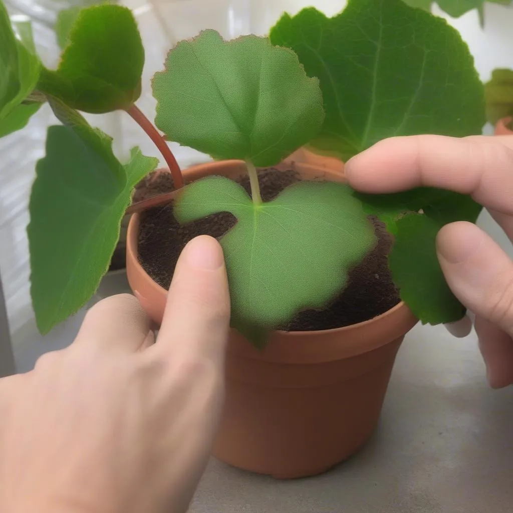 Eyelash Begonia Propagation