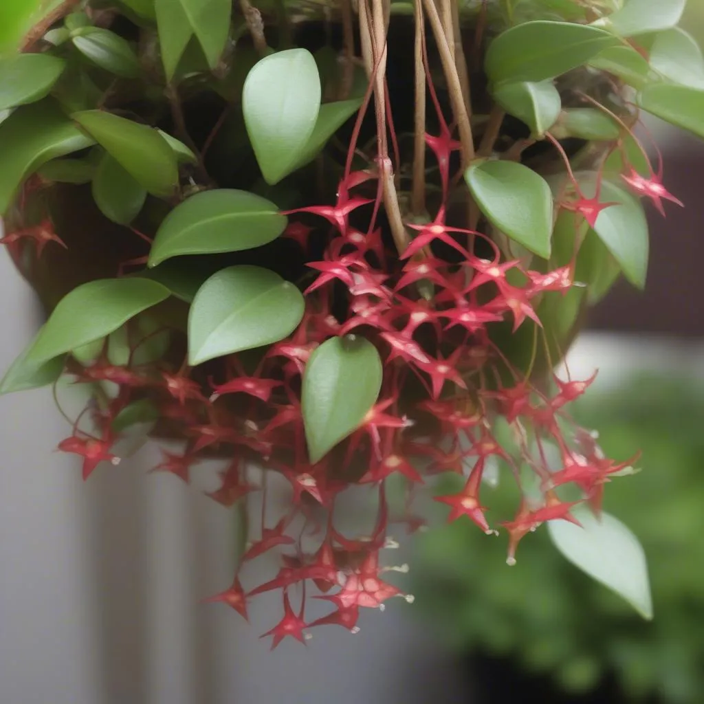 Hoya Krimson Queen Care: A Guide to Keeping Your Plant Thriving