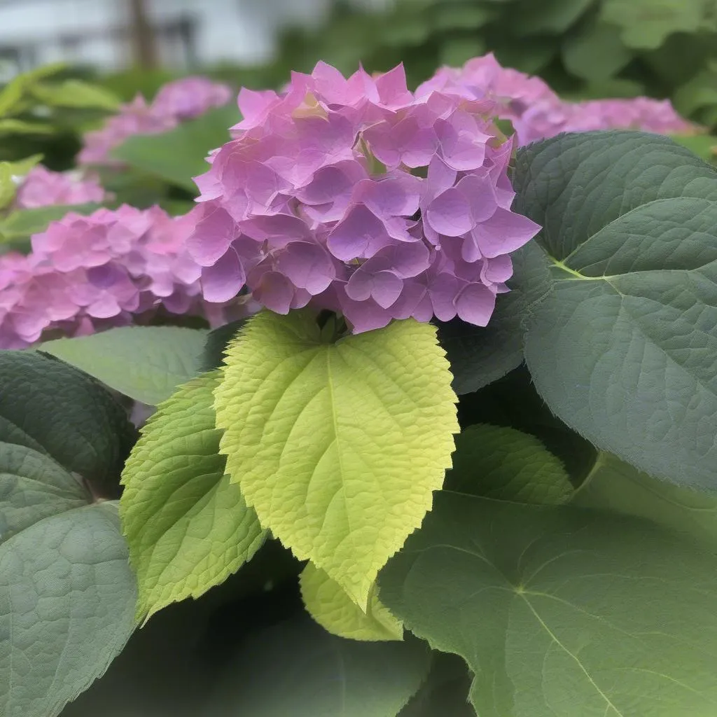 hydrangea-eclipse-blooming-problem